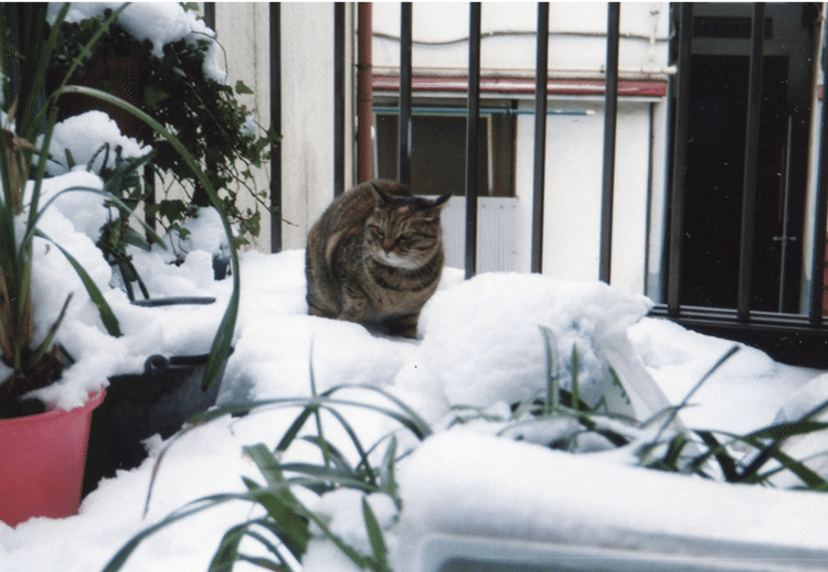 雪の日のコテツ。じゃりン子チエの飼っている猫が、額に三日月の模様があり、我が家のトラ猫にも同様の三日月があったので、コテツ、の名をもらった。知人の家の高校生が拾って育てていたが、8ヶ月ほどて飼いきれなくなって、その後を頼まれた。伸び伸びと育てられたせいか、外にも自由に出かけ、雪などに怯むことはなかった。