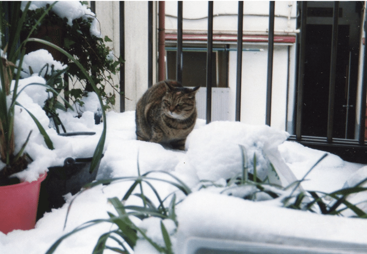 漫画じゃりン子チエの飼い猫コテツ の新着タグ記事一覧 Note つくる つながる とどける 漫画じゃりン子チエの飼い猫コテツ の新着タグ記事一覧 Note つくる つながる とどける