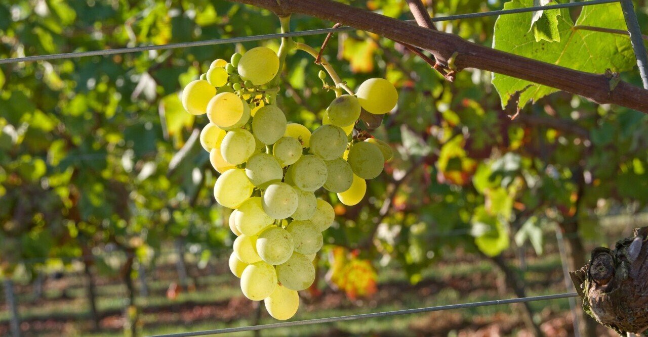 台湾ワインの主要白ぶどう品種 金香 台湾ワイン 覚え書き 台湾ワイン商店 Note