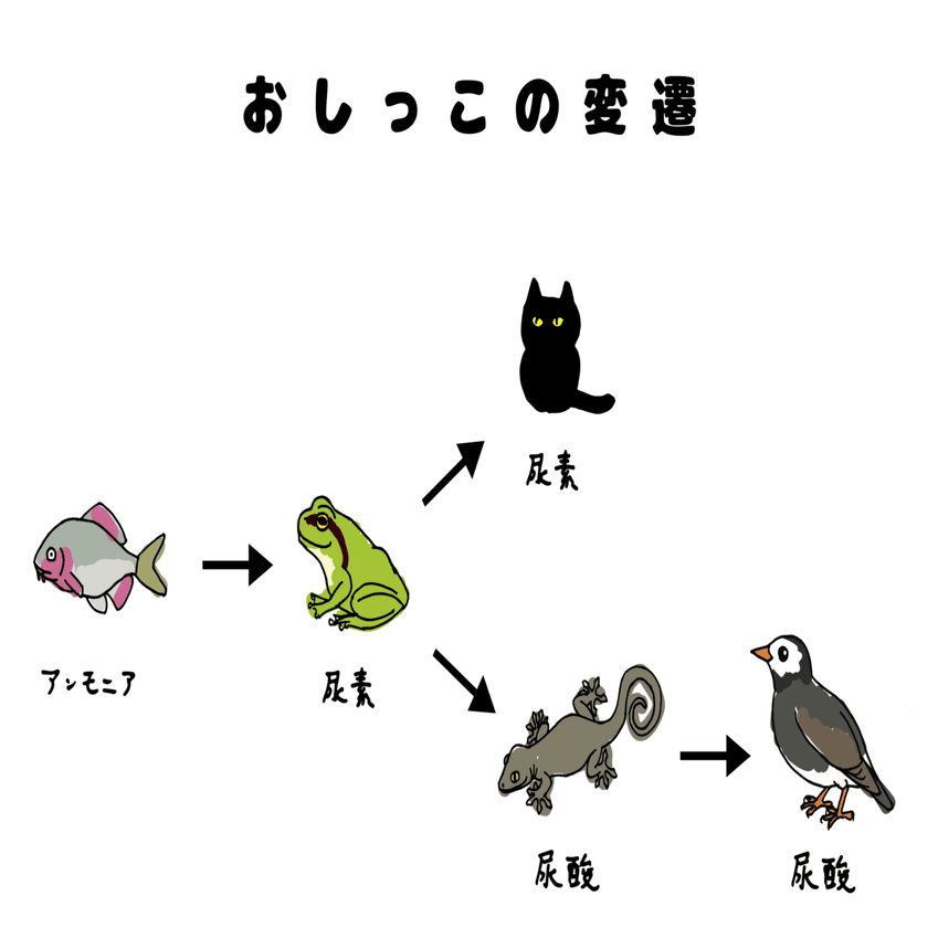 おしっこ から脊椎動物の進化をみてみよう 浜松科学館 みらいーら