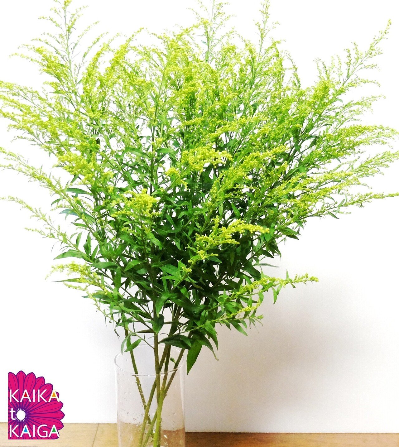 厳しい環境で生きる スターリンジア｜カイカトカイガ