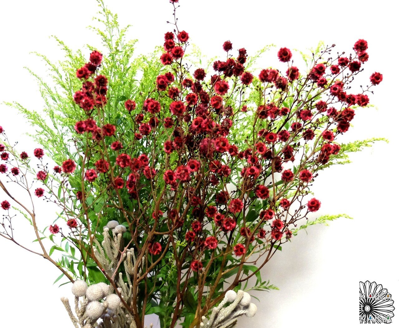 厳しい環境で生きる スターリンジア｜カイカトカイガ