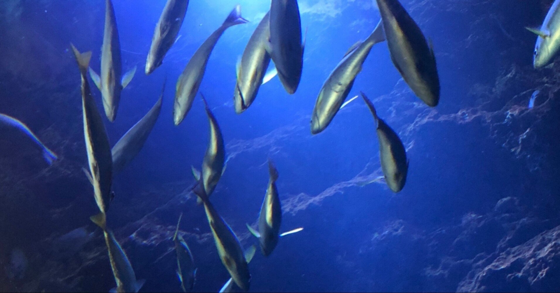 ヒラマサの竜田揚げ Shinmr Note