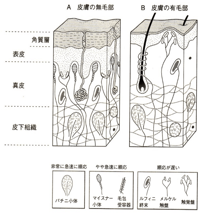 感覚コーディネーター⑥】触覚にアプローチする｜JIN