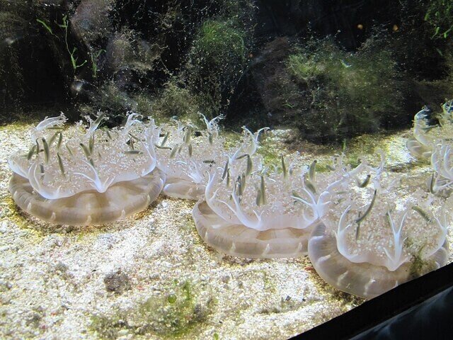 永遠に逆さま？「サカサクラゲ」｜Gelate（ジェレイト）