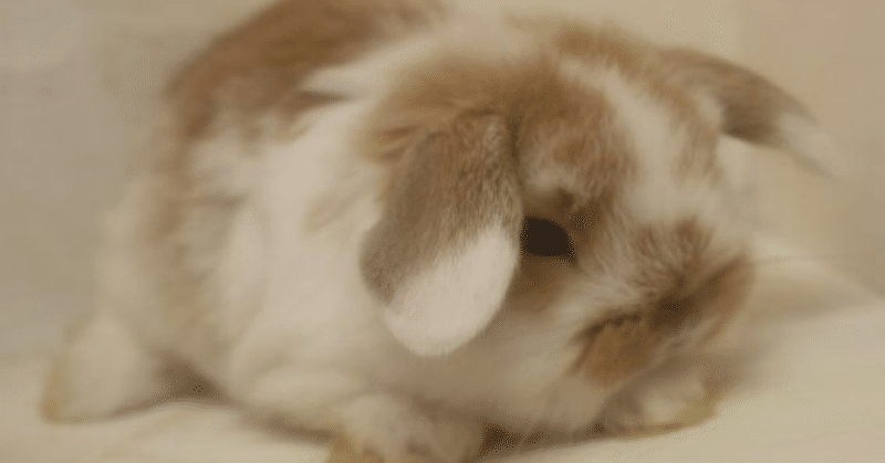子うさぎモフモフ Tommy 躁鬱トリマー Note