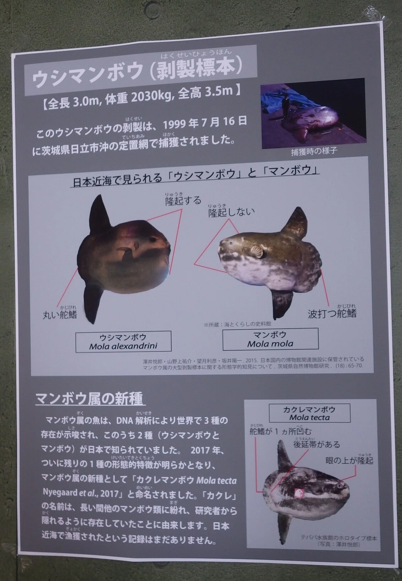 レンタル博士されてみた話 クエスト3｜ウシマンボウ博士