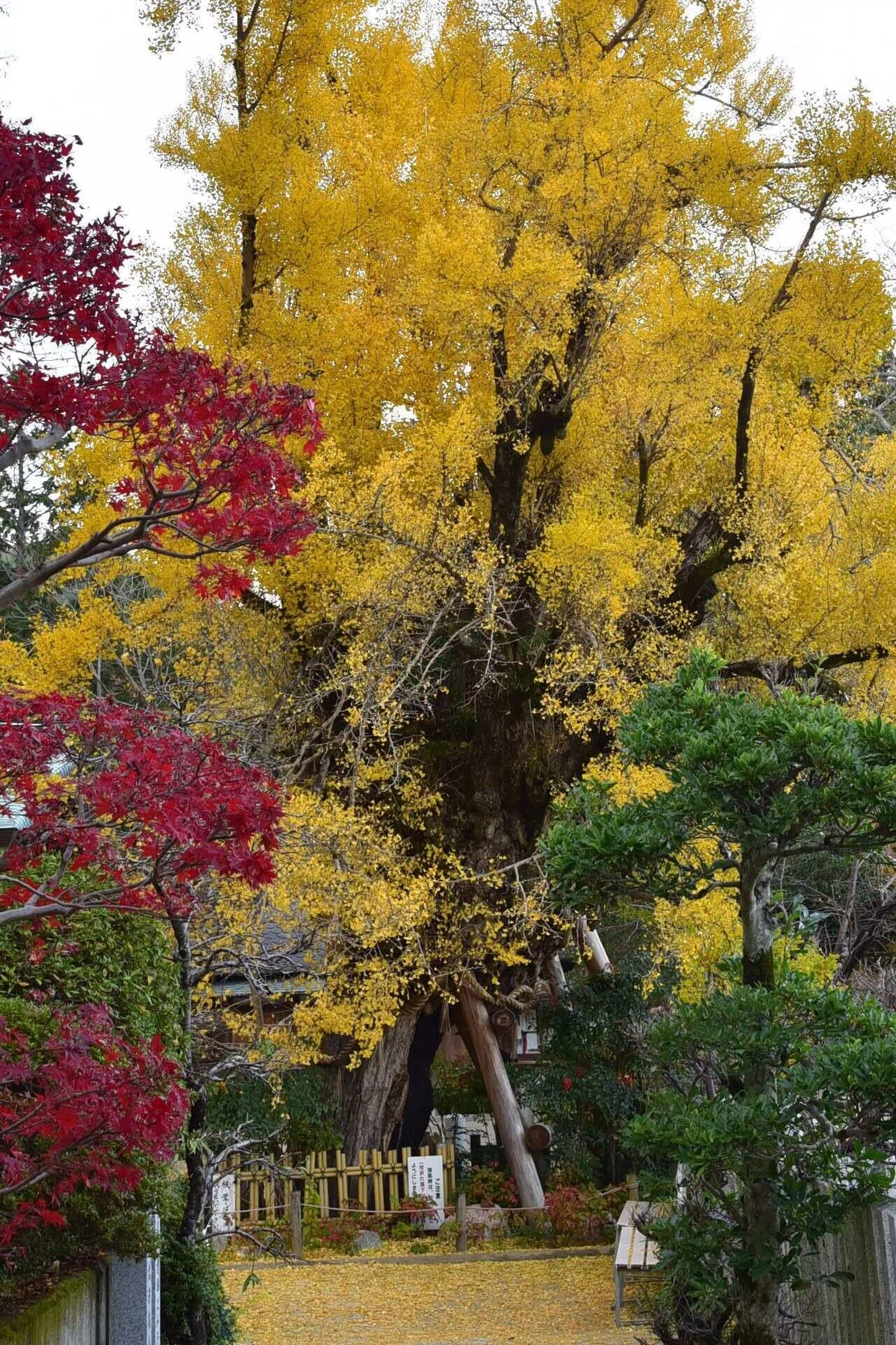 画像31