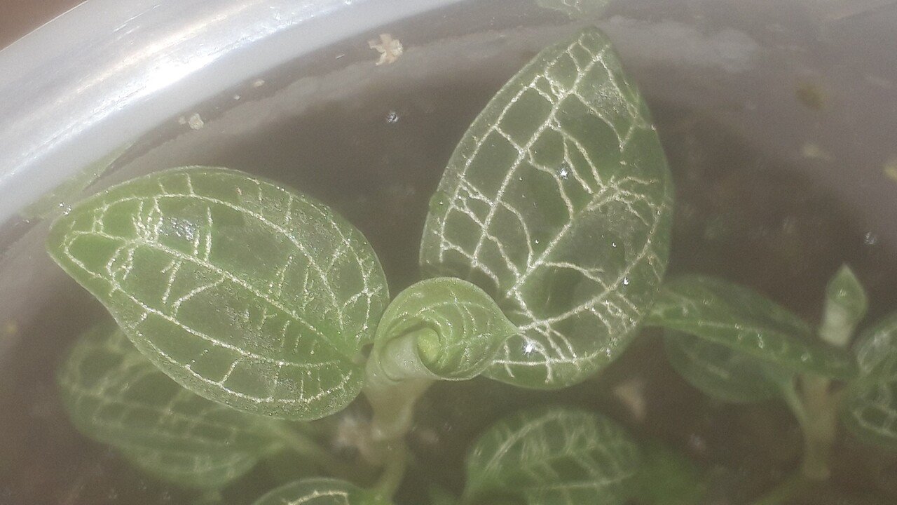 なぜか元気な宝石蘭 ジュエルオーキッド さん タヌ Note