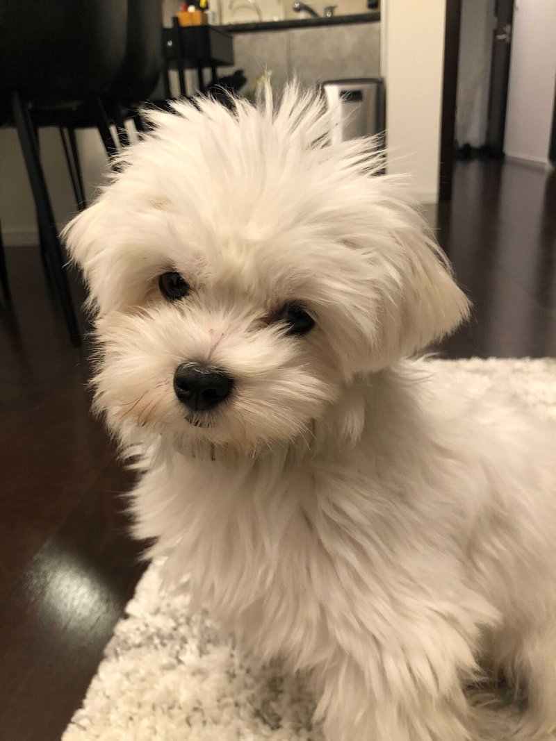 愛犬が亡くなって保護犬を引き取った話 Yusuke Ura Note 愛犬が亡くなって保護犬を引き取った話 Yusuke Ura Note