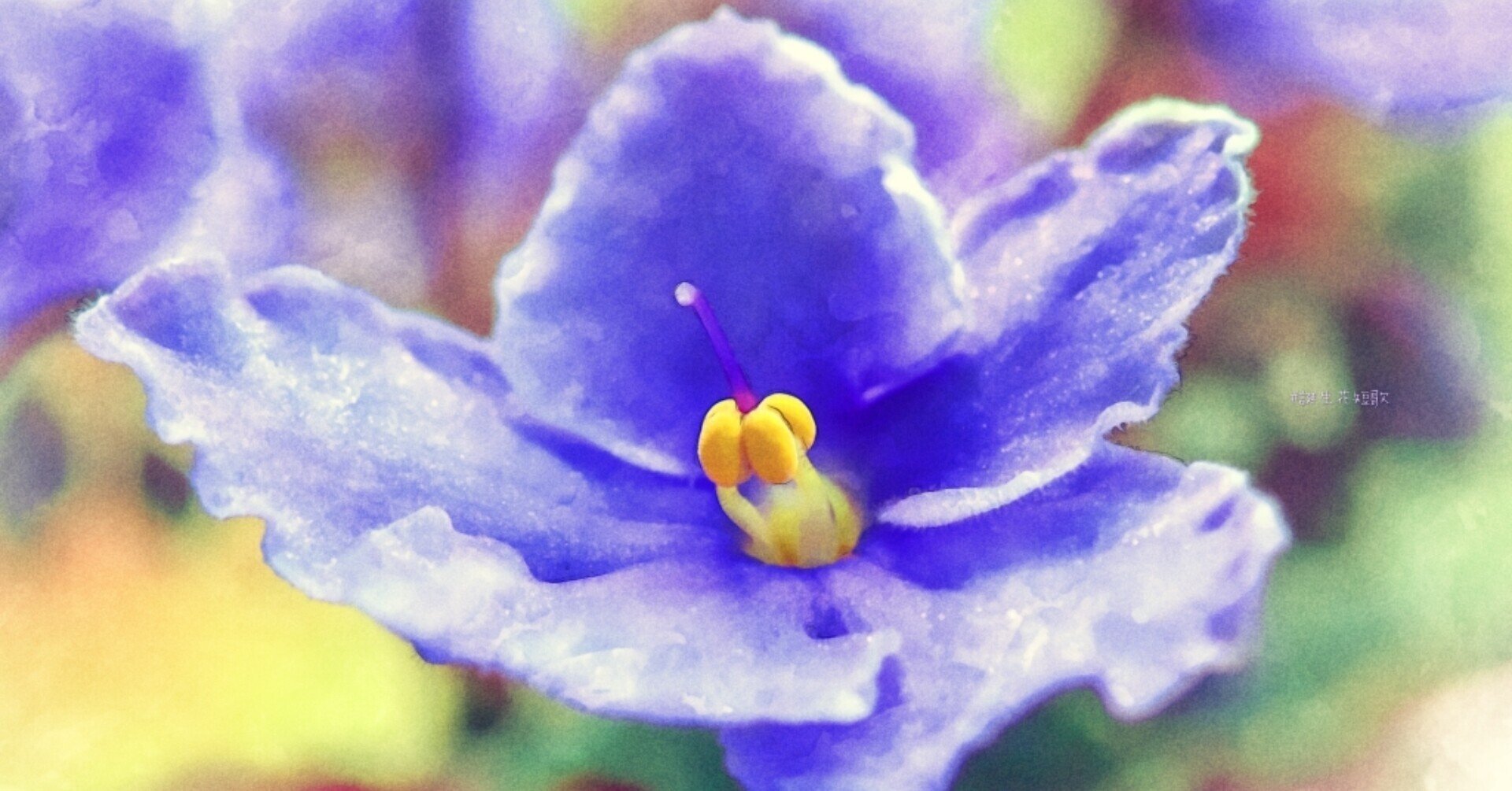 12月22日 誕生花は阿弗利加菫 誕生花短歌 御子柴 流歌 Note 12月22日 誕生花は阿弗利加菫 誕生花短歌 御子柴 流歌 Note