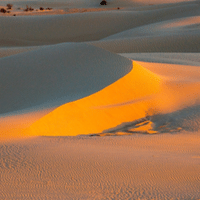ヤシの木に降る雪 Green Moon Room Note