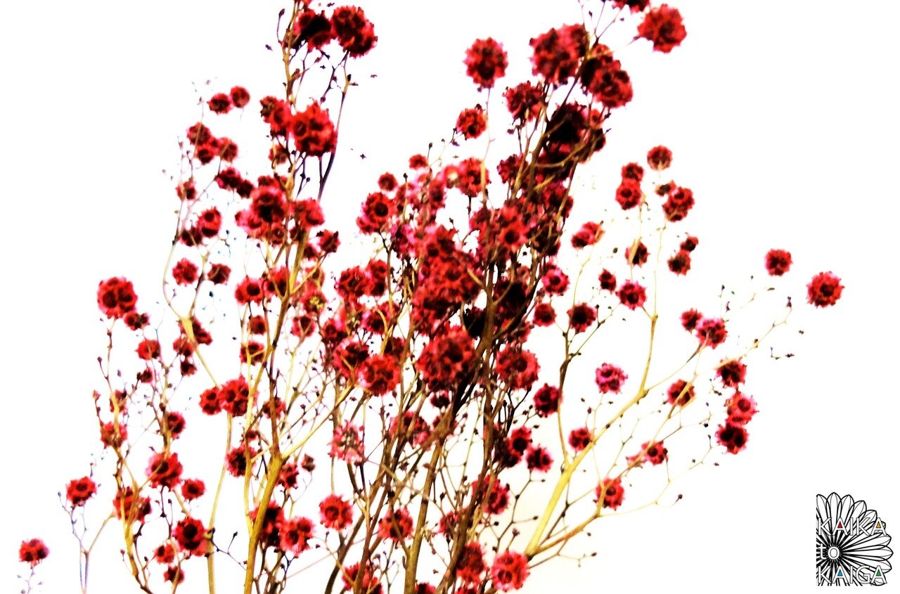 厳しい環境で生きる スターリンジア｜カイカトカイガ