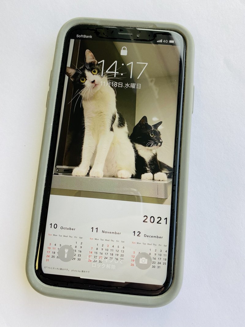 保護猫マルオレちゃんと藤あや子さんの本ができました 世界文化社 公式note 保護猫マルオレちゃんと藤あや子さんの本ができました 世界文化社 公式note