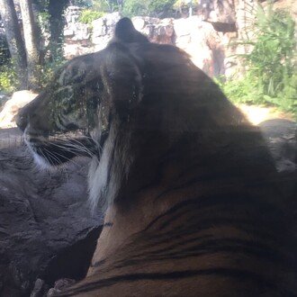 動物の未来