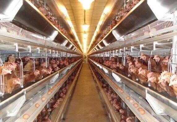 平飼い 放し飼いの鶏肉が健康に良い理由 Yuuki ハーブ 健康 自然 たまに農業 Note