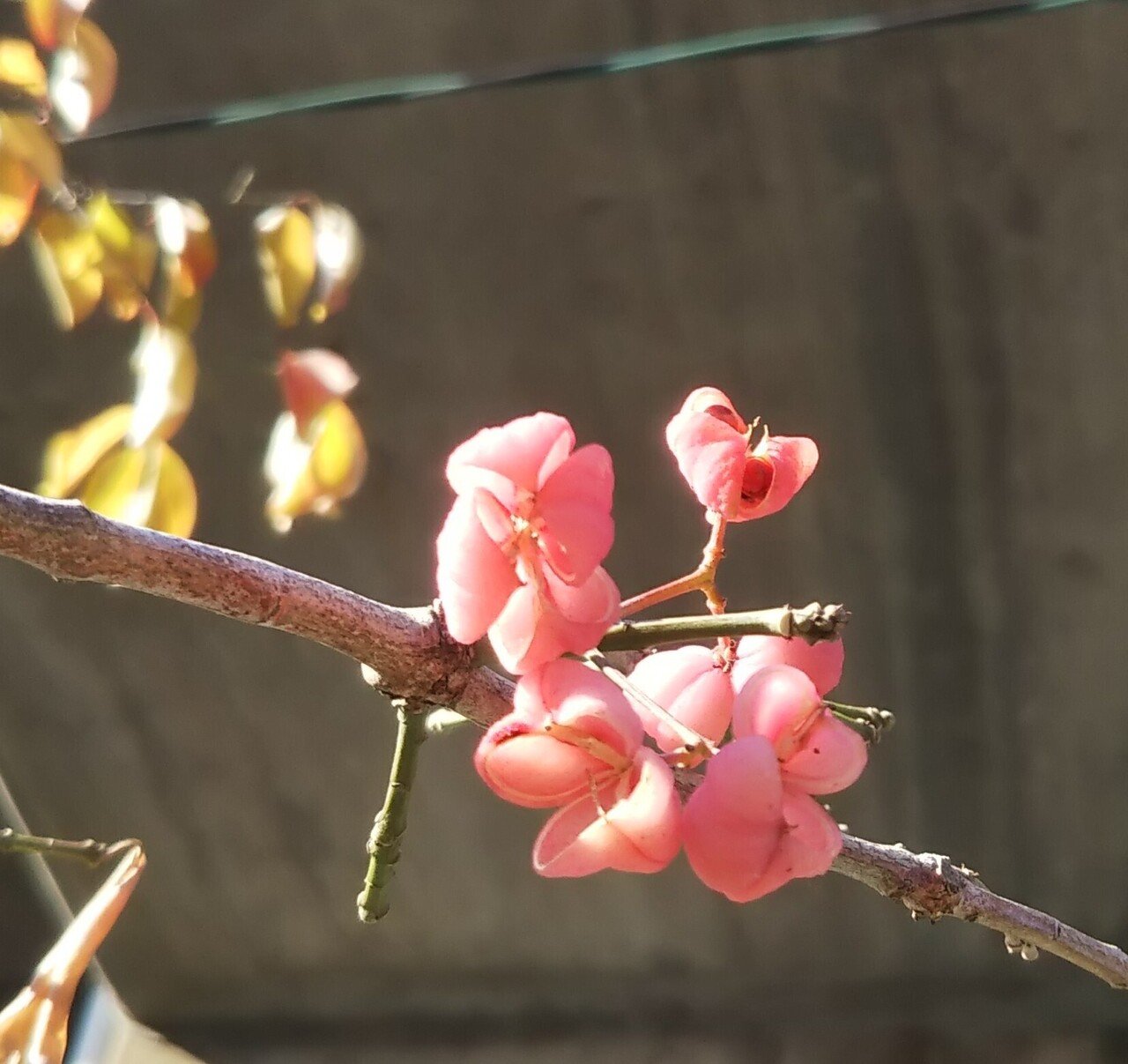 マユミちゃん なつめぐ 植物に教えてもらったこと Note マユミちゃん なつめぐ 植物に教えてもらったこと Note