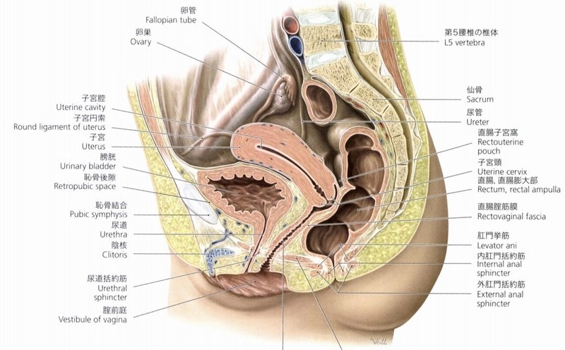 骨盤内臓器 身体の知識箱 Note 骨盤内臓器 身体の知識箱 Note