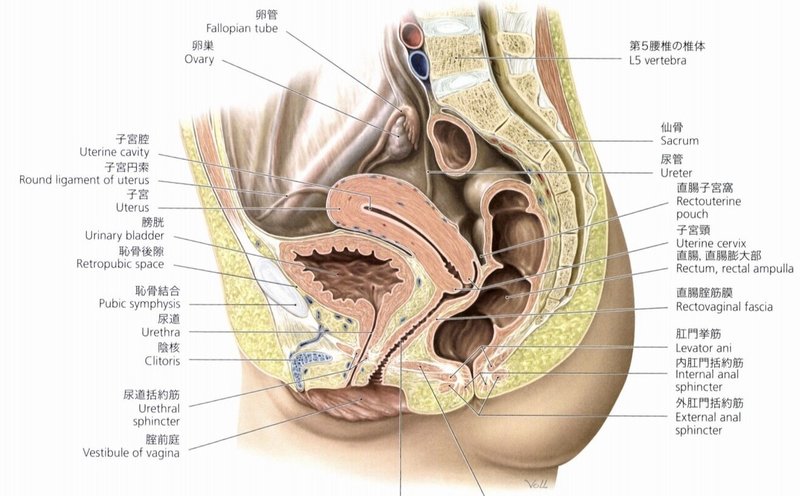 骨盤内臓器 身体の知識箱 Note