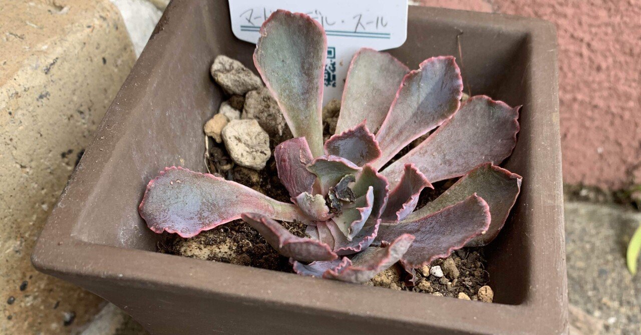 欲しいの マードレ・デル・スール｜sabo10 その他多肉植物