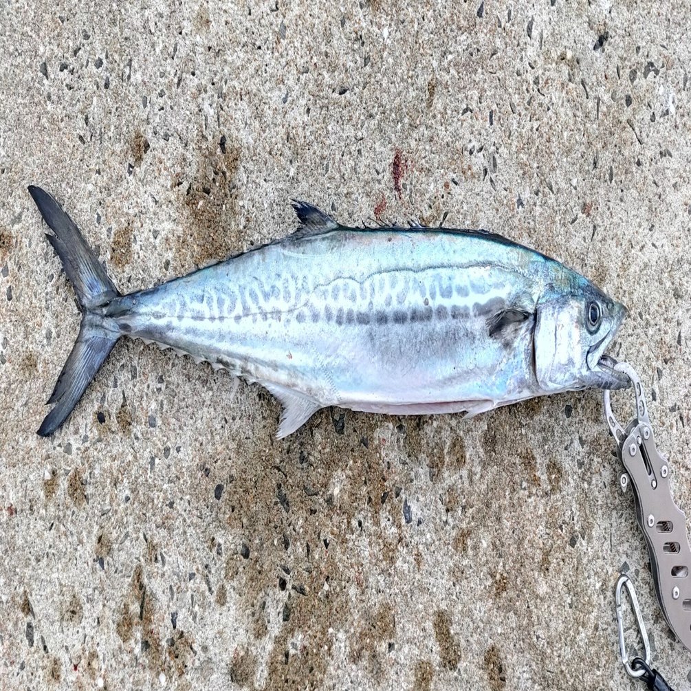 佐世保市でサワラ サゴシ が釣れる穴場ポイント 佐世保の釣り師 Note