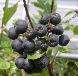 君の名は 自分らしいセカンドネームを決める７つのポイント チョコベリー 河原実花 Note