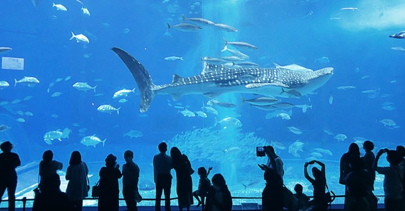 海洋博公園40周年企画 みんなでつむぐ 思い出の海洋博展 開催 海洋博公園管理センターのプレスリリース