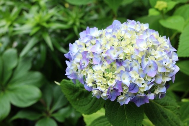 鎌倉の庭で咲きはじめ。これから混雑すごいのだろうな