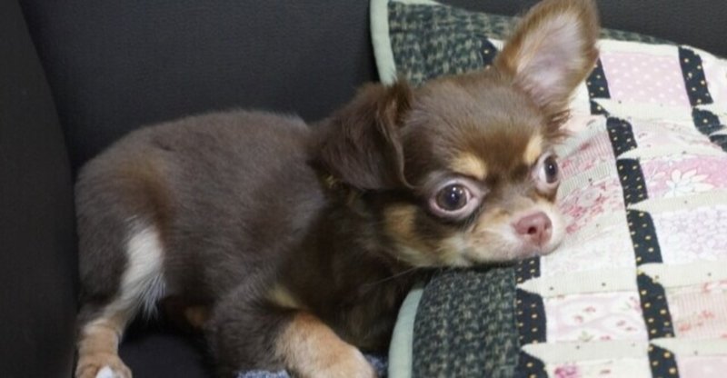 犬に甘えられたい人におすすめの犬種 犬の飼い主サポートのplam Note 犬に甘えられたい人におすすめの犬種 犬の飼い主サポートのplam Note