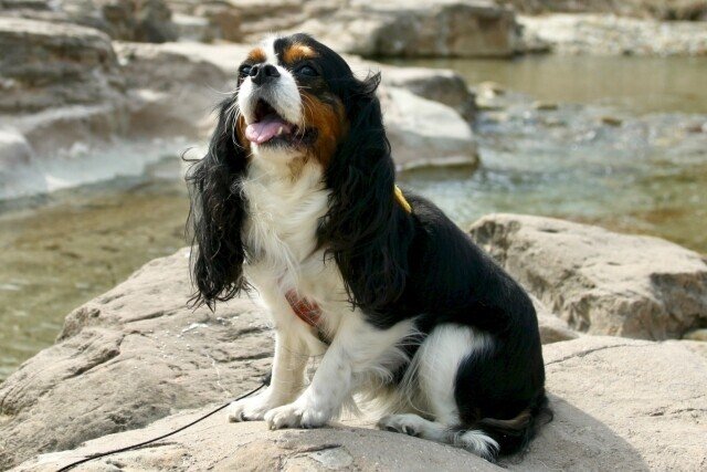 犬に甘えられたい人におすすめの犬種 犬の飼い主サポートのplam Note