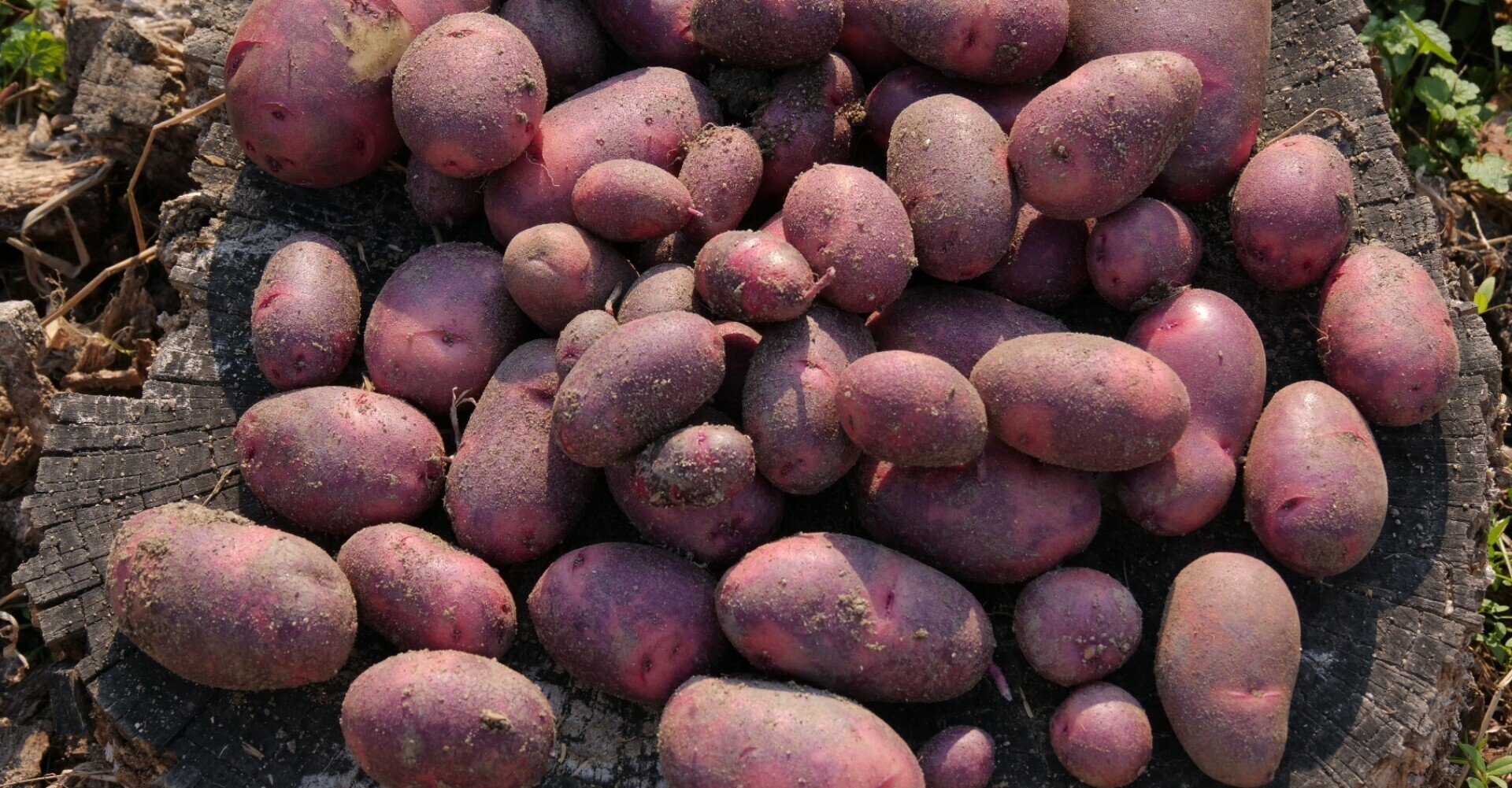 農業日記49 ジャガイモの収穫と畝づくりと収穫したジャガイモで料理 鬼 ナナトラ Note 農業日記49 ジャガイモの収穫と畝づくりと収穫したジャガイモで料理 鬼 ナナトラ Note