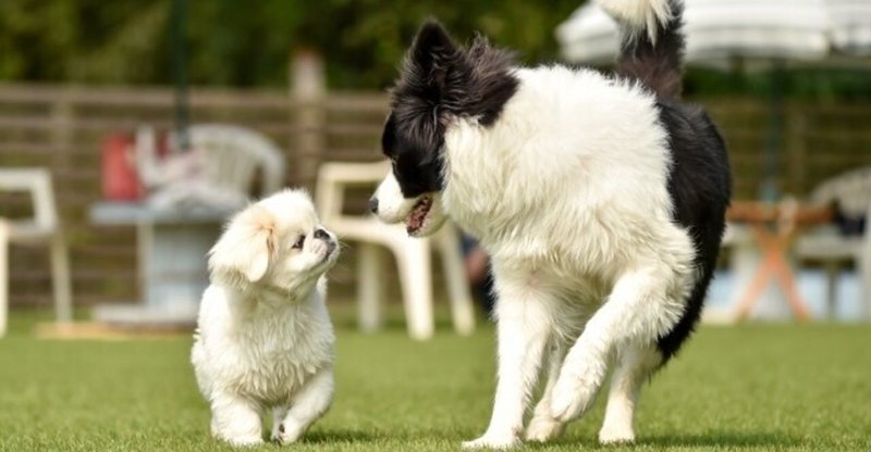 犬のコミュニケーション方法を知ろう 犬の飼い主サポートのplam Note