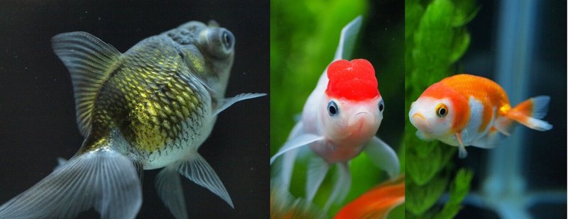 メチレンブルーの夏 鯔を愛する男 Note メチレンブルーの夏 鯔を愛する男 Note