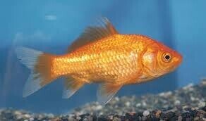 メチレンブルーの夏 鯔を愛する男 Note メチレンブルーの夏 鯔を愛する男 Note