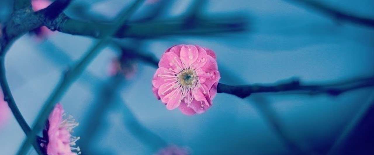 梅