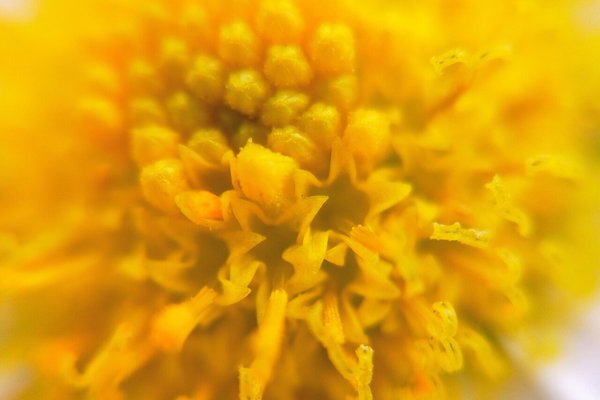 野菊の花言葉は清爽 の新着タグ記事一覧 Note つくる つながる とどける 野菊の花言葉は清爽 の新着タグ記事一覧 Note つくる つながる とどける