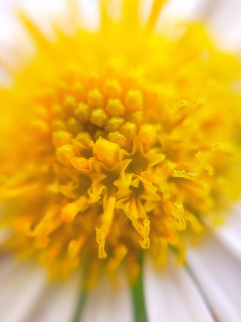 野菊の花言葉は清爽 の新着タグ記事一覧 Note つくる つながる とどける