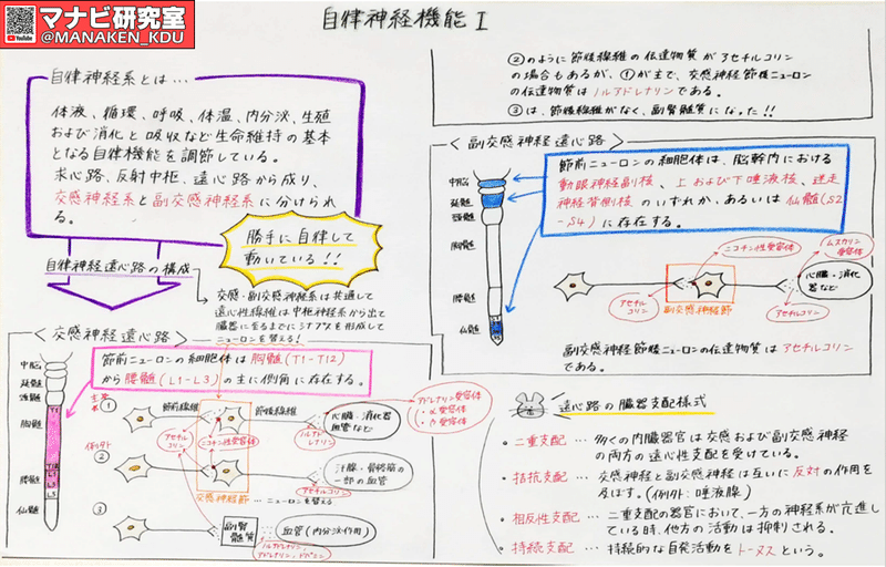 緊張すると心臓が勝手にドキドキするのはなんで 九歯大生の講義グラレコ マナビ研究室 九歯大発youtube Note 緊張すると心臓が勝手にドキドキするのはなんで 九歯大生の講義グラレコ マナビ研究室 九歯大発youtube Note