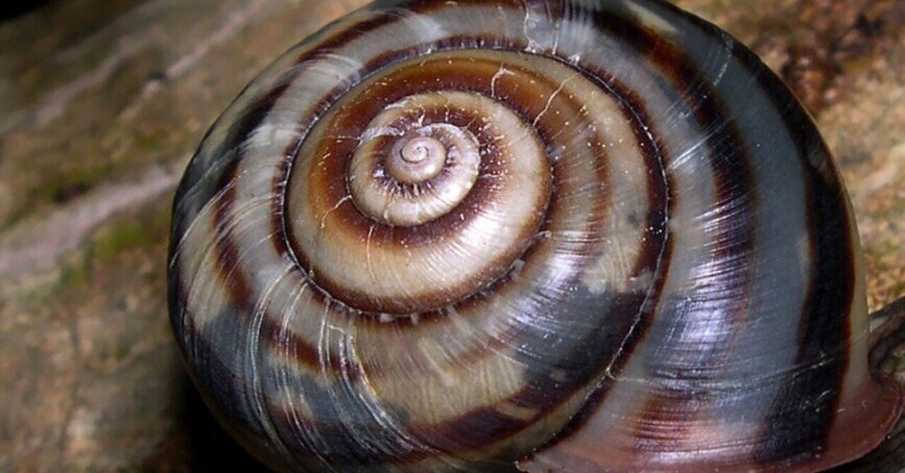 恩田陸 「かたつむり注意報」書評｜京都産業大学現代社会学部 菅原ゼミ