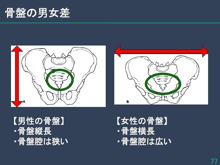 姿勢評価と分析 なぜ姿勢は乱れるのか スライド77 79 骨盤の構造 岡村泰成 Note