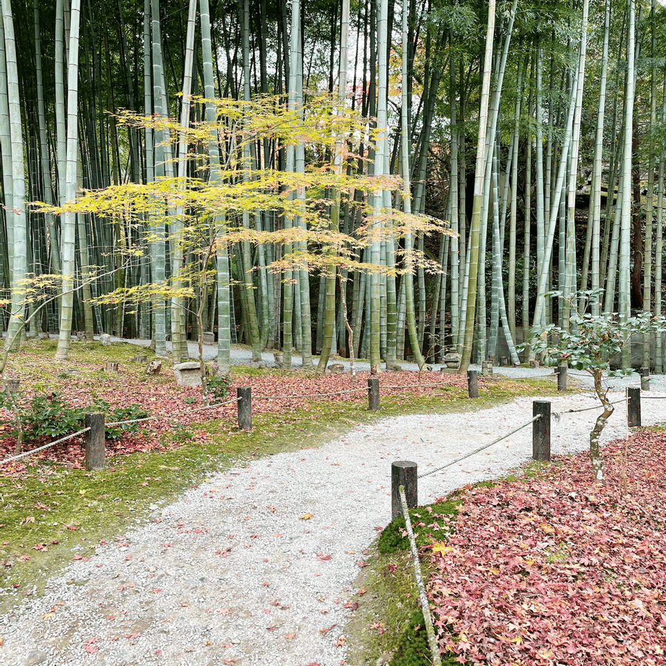 風景の変容　日本語　4枚セット MTG：風景の変容/Scapeshift 日本語版×4枚セット 風景の変容 日本