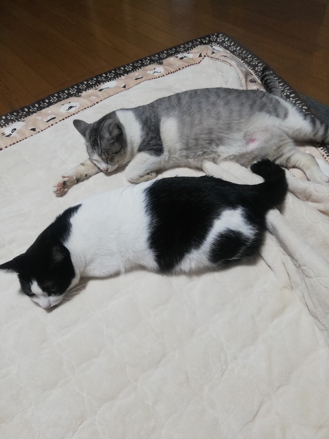 なんだかとても眠いんだ パトラッシュ 丸顔 Note なんだかとても眠いんだ パトラッシュ 丸顔 Note