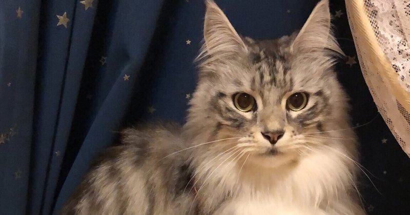 猫が手術してちんちん取った話 出泉 Note 猫が手術してちんちん取った話 出泉 Note