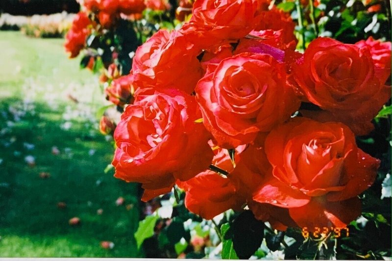 ローズガーデンの赤いバラ