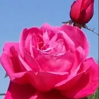 小道　さんぽ