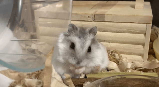 6歳と26歳のハムスター飼い主の反省文 Yoda はむどっぐ Note