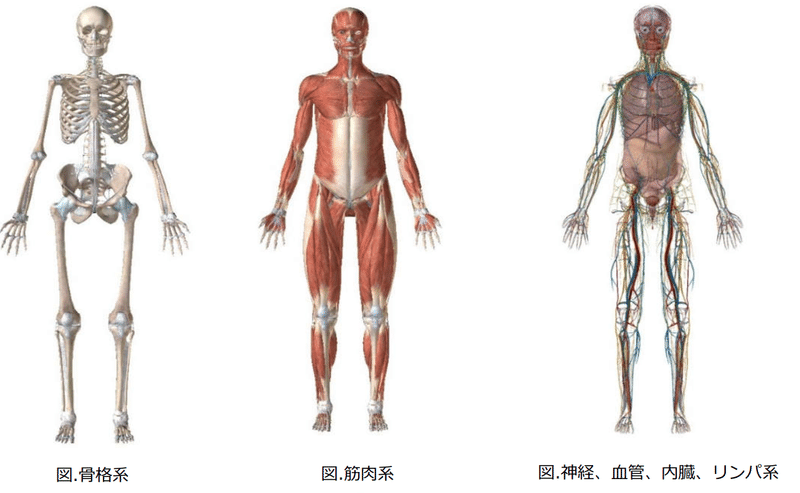 筋骨格