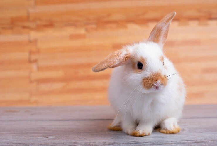 うさぎ のかわいいけど 飼うときのポイントは 白川屋 Note