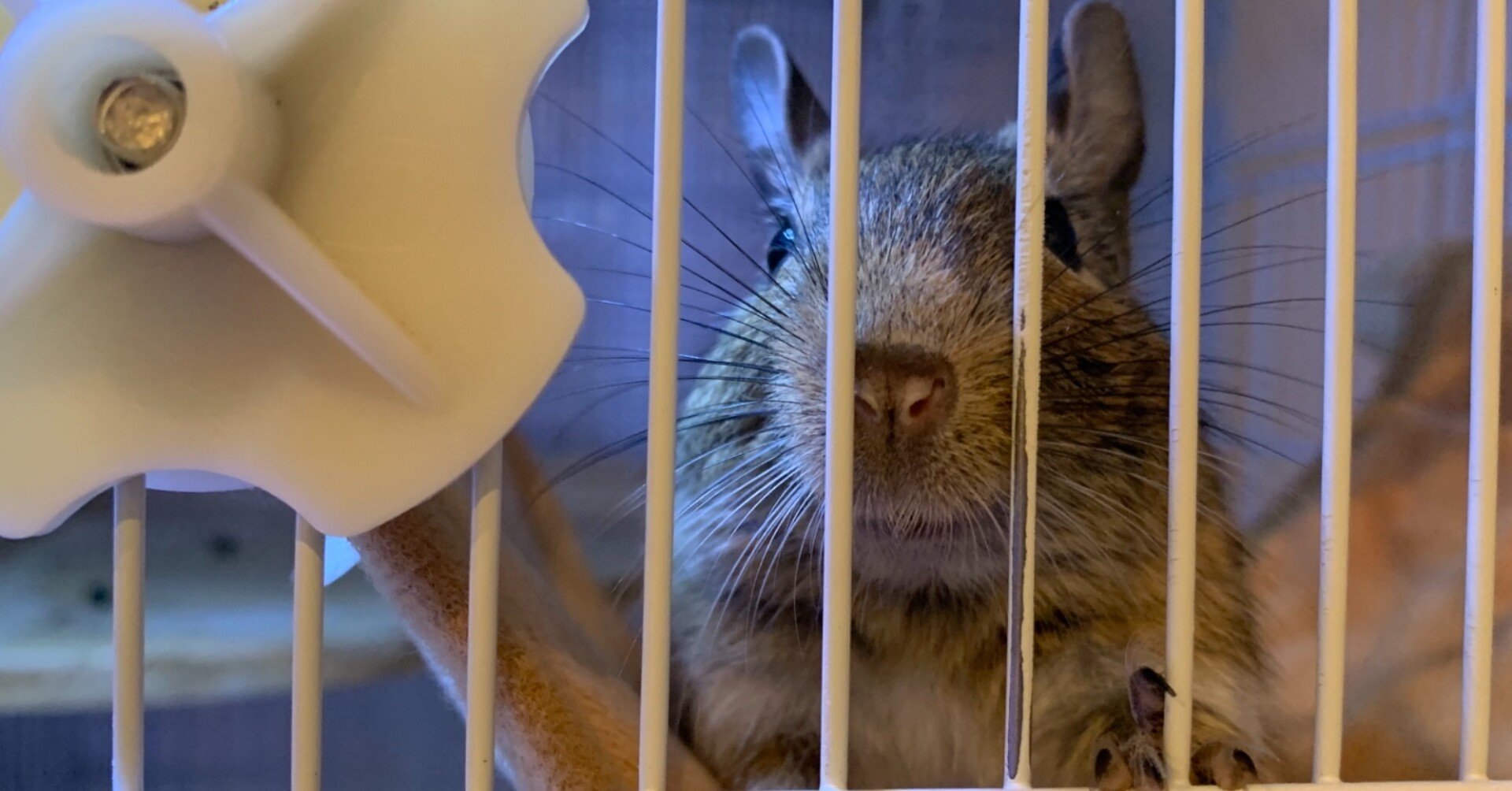 デグーとの暮らし Vol 1 デグーってどんな生き物 Yoshimo5554 Note デグーとの暮らし Vol 1 デグーってどんな生き物 Yoshimo5554 Note