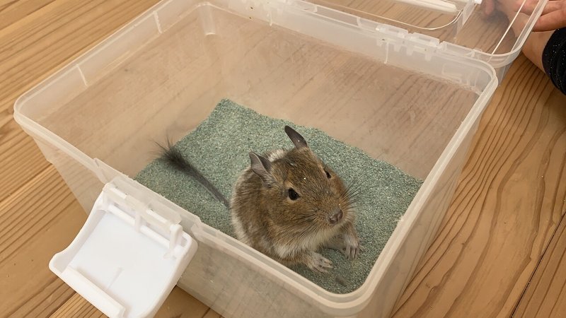 デグーとの暮らし Vol 1 デグーってどんな生き物 Yoshimo5554 Note